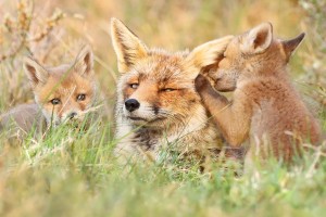 fox-photography-joke-hulst-10