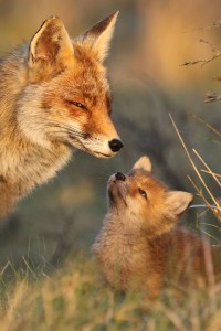 fox-photography-joke-hulst-11