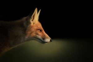 fox-photography-joke-hulst-2