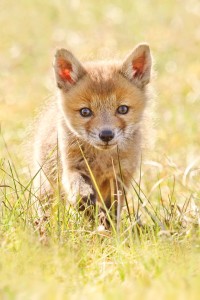 fox-photography-joke-hulst-8