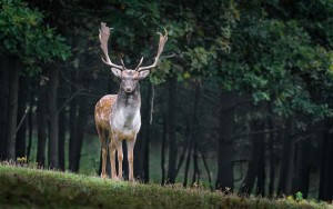 fallow-deer-984573_960_720